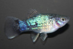 Platy Blue Spot